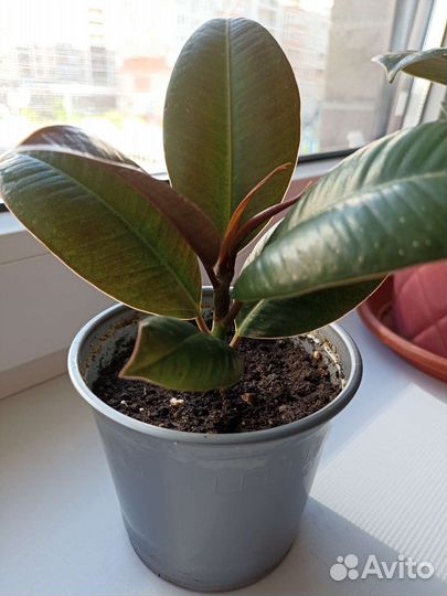 Фикус каучуконосный сорт Мелани