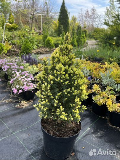 Растения для сада