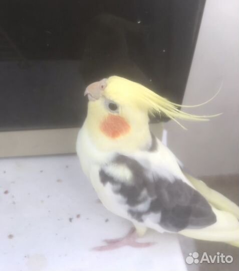 Попугай Яша