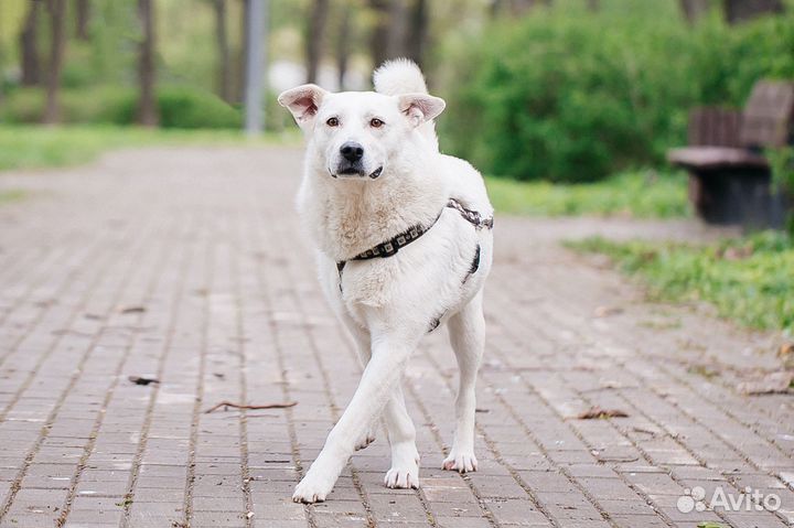 Лотос ищет дом