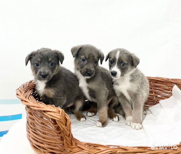 Щенки мальчики и девочка