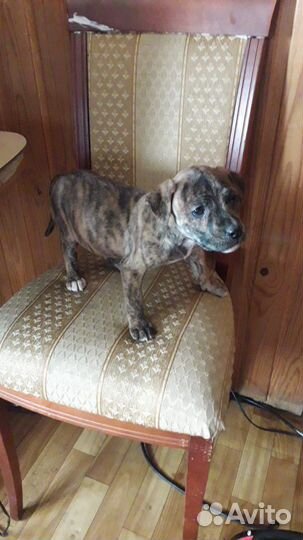 Щенок Питбуль