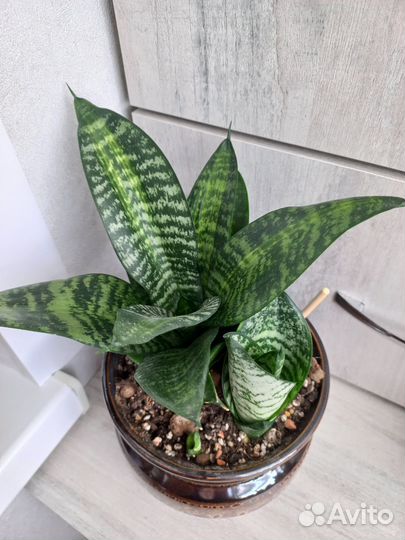 Сансевиерия Ханни Медиапикта