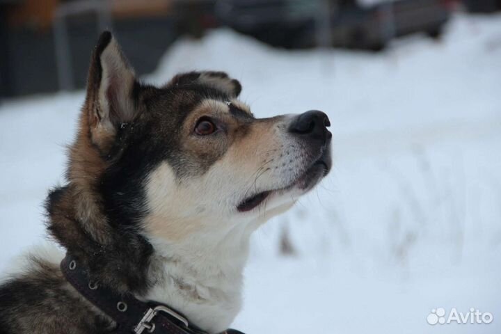 Тима ищет дом