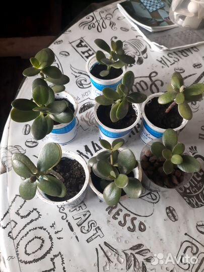 Цветок толстянка