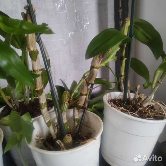 Орхидея дендробиум