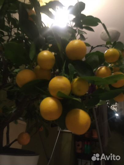 Цитрофортунелла