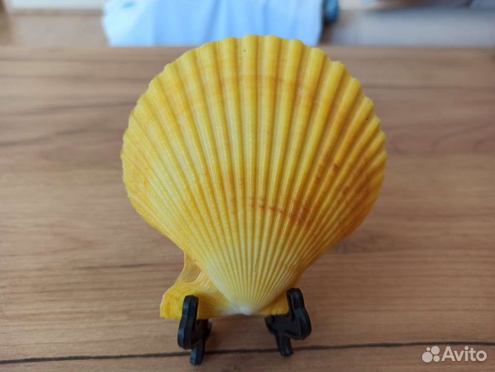 Морская раковина