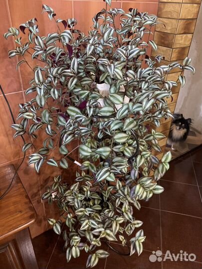 Традесканция зебрина