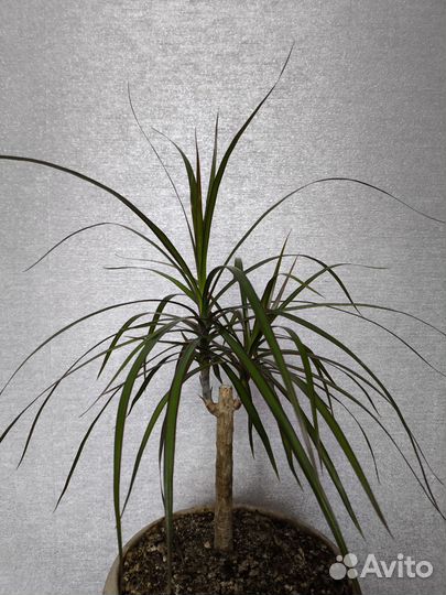 Драцена маргината