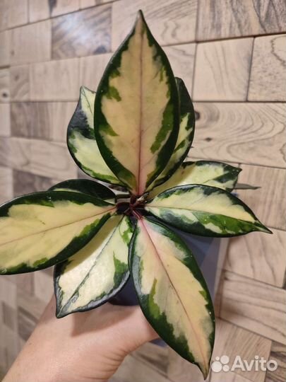 Хойя карноза триколор