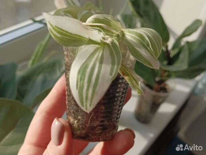 Традесканция белая вариегат