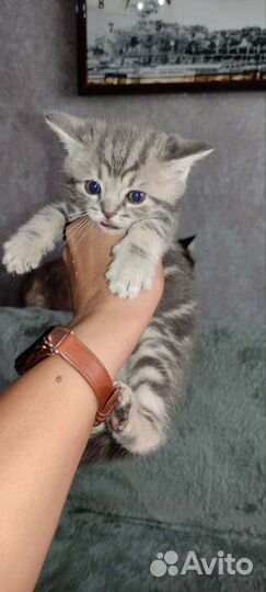 Британские котята