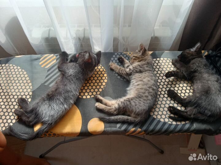 Котята в добрые руки