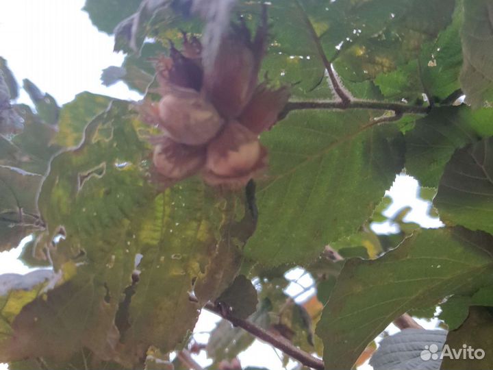 Дерево орех,продам