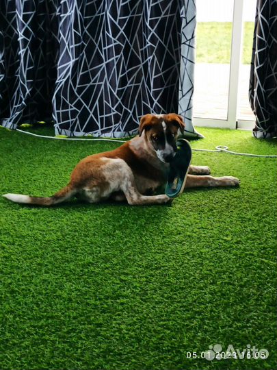 Щеночки в добрые руки