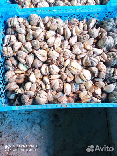 Озимый чеснок на посадку