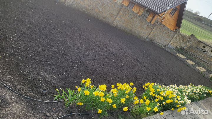 Луковицы нарциссов