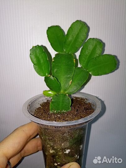 Рипсалидопсис Пасхальник Пасхальный кактус Хатиора