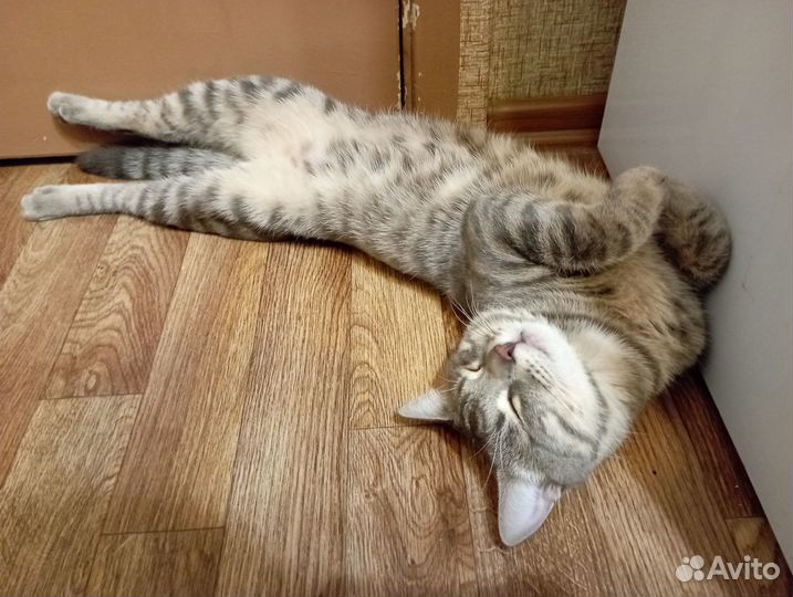 Милый котик ищет дом