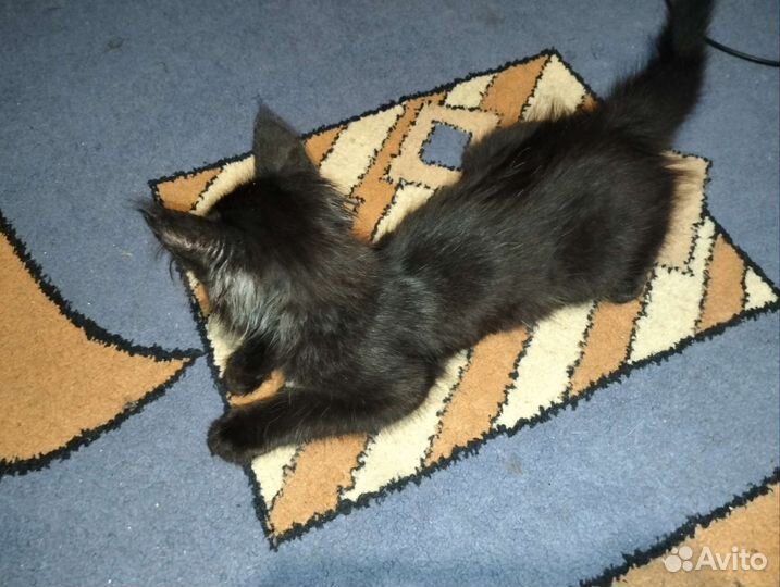 Котята 1,5 месяца отдам в добрые руки