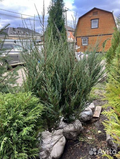 Можжевельник колоновидный Блю Эрроу