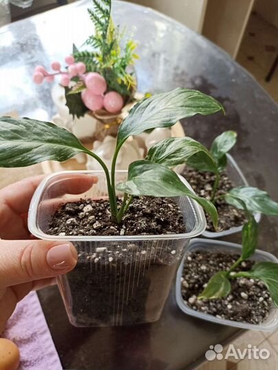 Спатифиллум Домино Женское счастье вариегатный