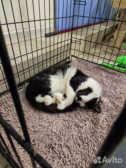 Кот Марсель в добрые руки