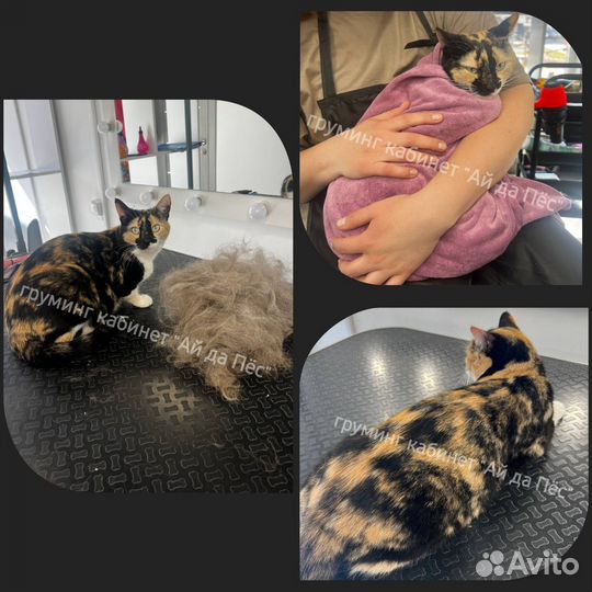 Груминг кошек Левенцовка Ростов-на-Дону