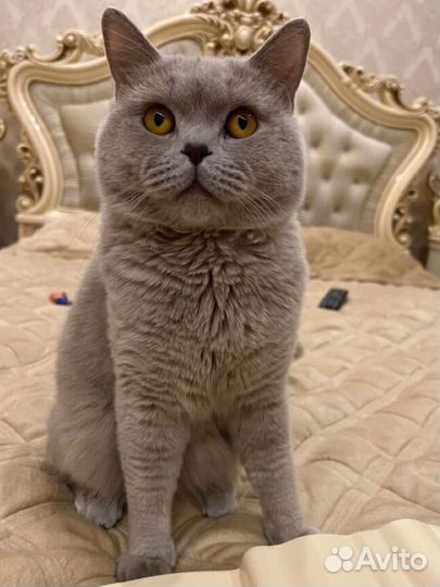 Британская