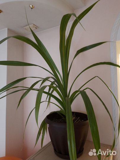 Продам цветы комнатные