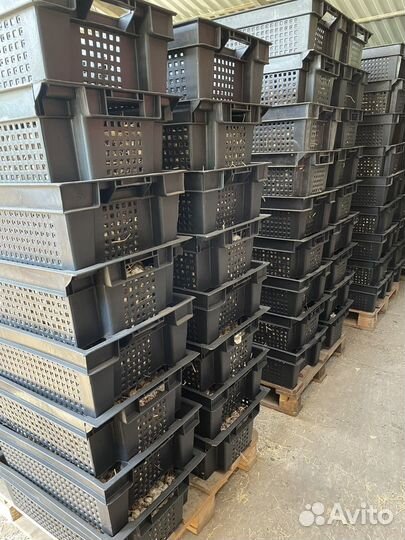 Воздушная луковица чеснока