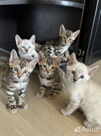 Бенгальские котята