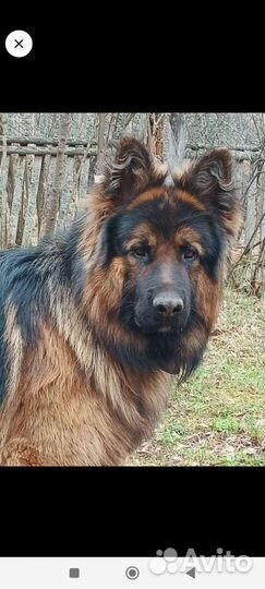 Немецкая овчарка длинношерстная