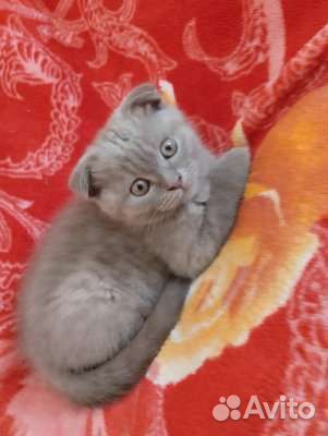 Шотландский прямоухий кот на вязку с родословной