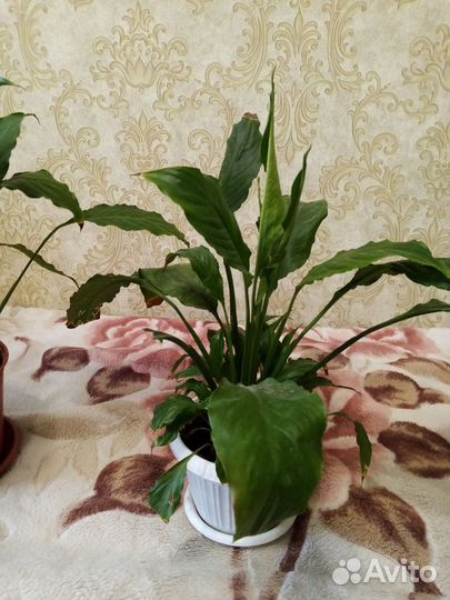 Замиокулькас, монстера, спатиф