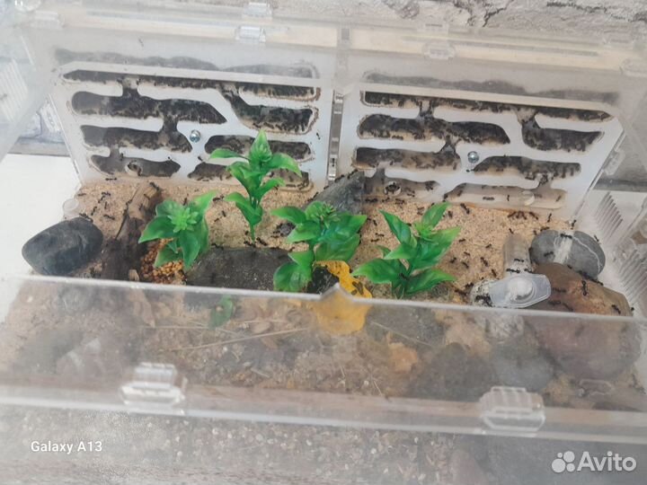 Муравьиная ферма с муравьями