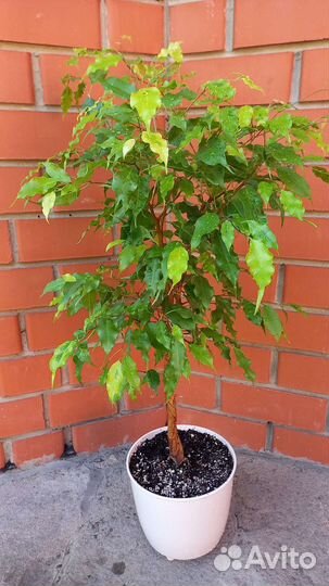 Бенджамина