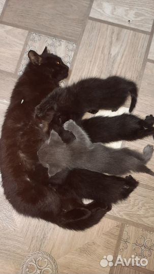 Котята отдам бесплатно