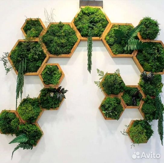 Стабилизированный мох. Озеленение интерьера