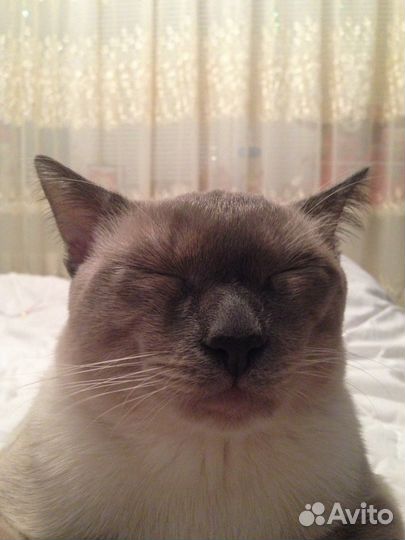 Кот сиамский