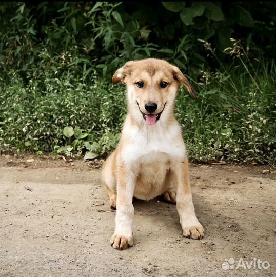 Щенок в добрые руки бесплатно