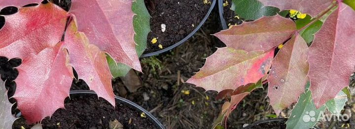 Магония падуболистная Аполло