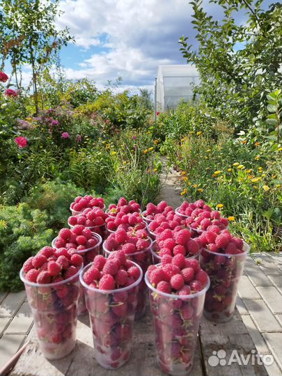 Ягоды Саженцы малина смородина клубника мята