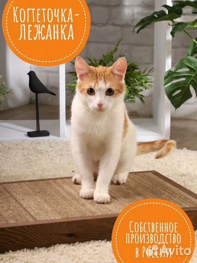 Когтеточка- лежанка