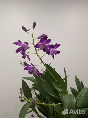 Бронь Орхидея дендробиум Берри Ода