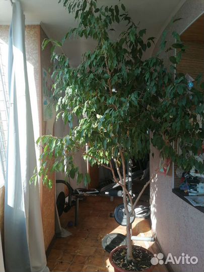 Фикус бенджамина большой