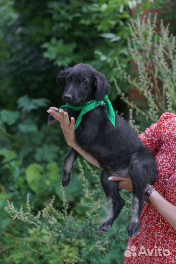 Кокер спаниель помесь