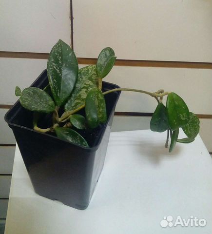 Хойя серебряный доллар