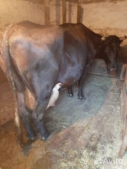 Продаю коров